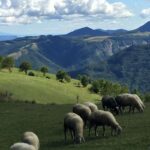 parable of the lost sheep